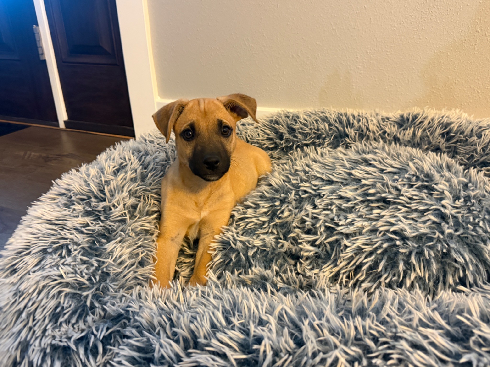 Rocco