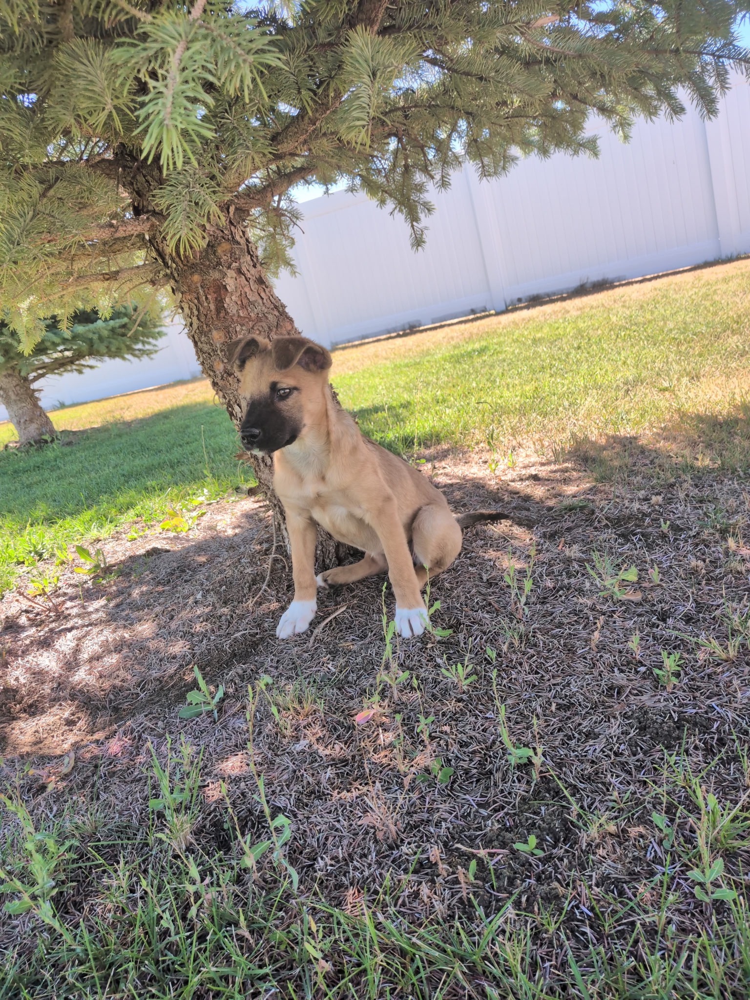 Maya