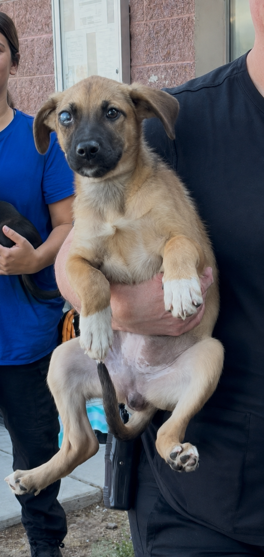 Maya