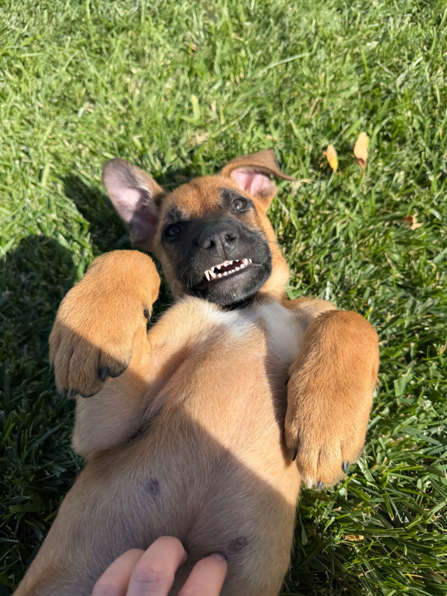 Ranger